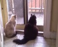 Two cats looking out the back door